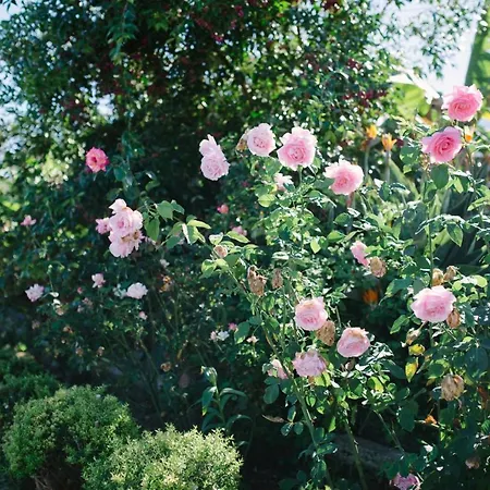 Landhuis El Patio Los Realejos