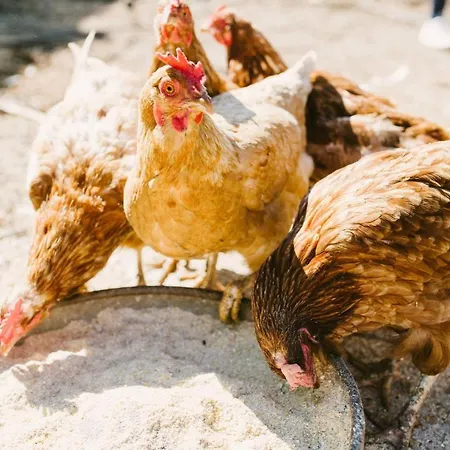 منزل ريفي El Patio