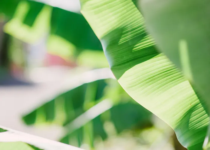 Летний дом El Patio *