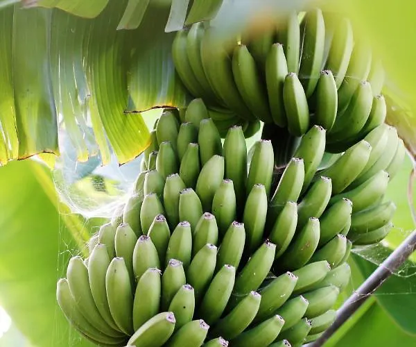 El Patio בית כפרי