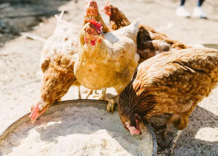 Gospodarstwo wiejskie El Patio